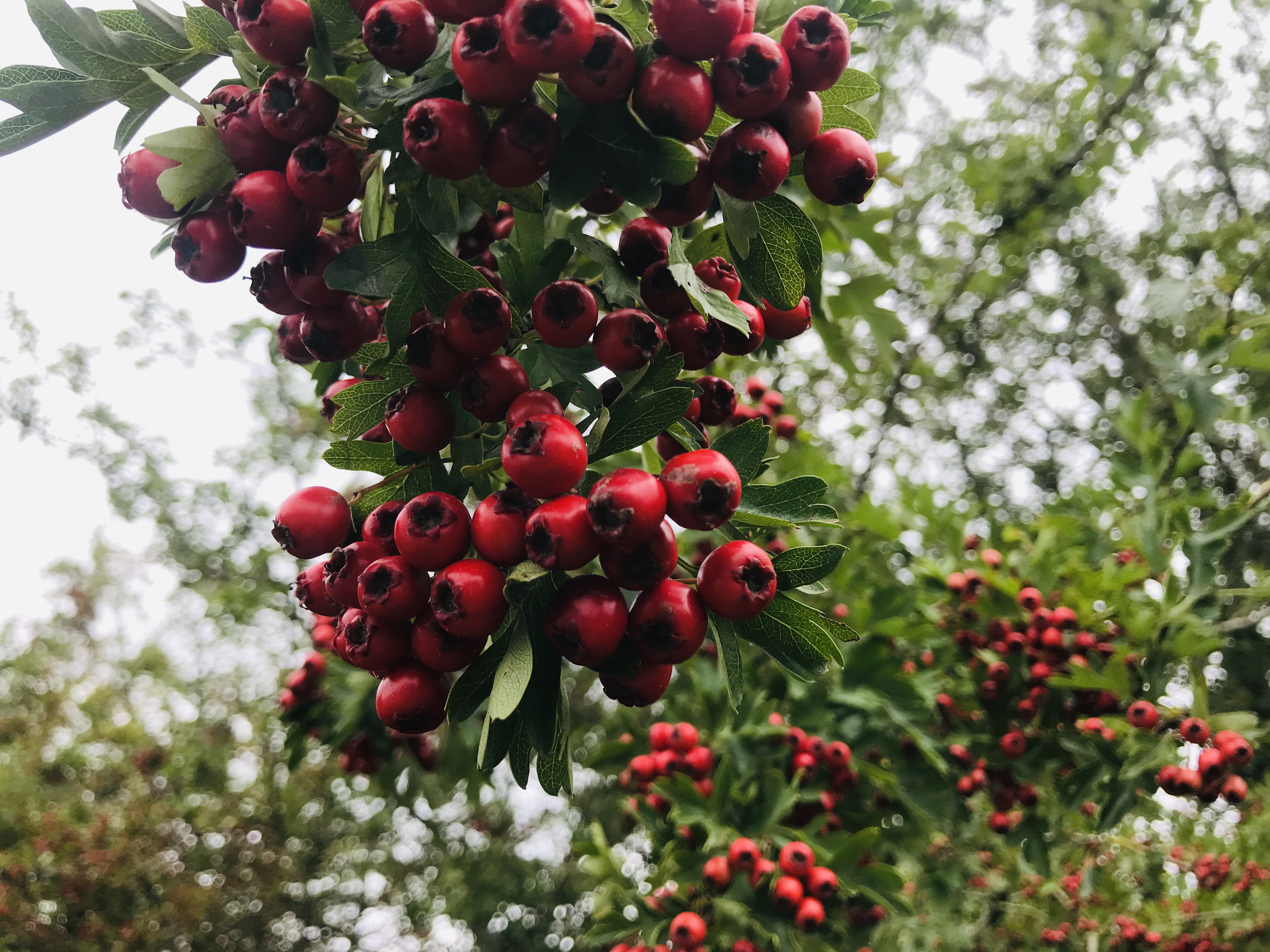 Bright red hawthorn berries