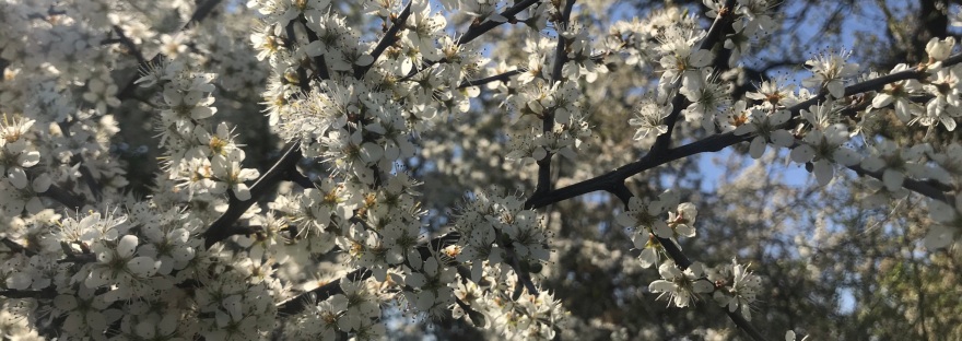 White blossom covers branches with blue sky in the background